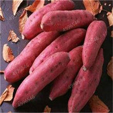 Load image into Gallery viewer, 500pcs multiple colour Sweet potatoes  Organic Non-GMO Vegetable for yard&amp;farm planting Ipomoea batatas Delicious ingredients