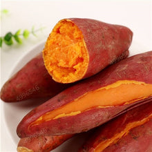 Load image into Gallery viewer, 500pcs multiple colour Sweet potatoes  Organic Non-GMO Vegetable for yard&amp;farm planting Ipomoea batatas Delicious ingredients