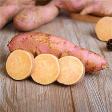 Load image into Gallery viewer, 500pcs multiple colour Sweet potatoes  Organic Non-GMO Vegetable for yard&amp;farm planting Ipomoea batatas Delicious ingredients